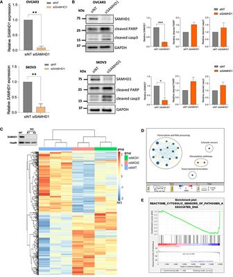 SAMHD1 expression modulates innate immune activation and correlates with ovarian cancer prognosis